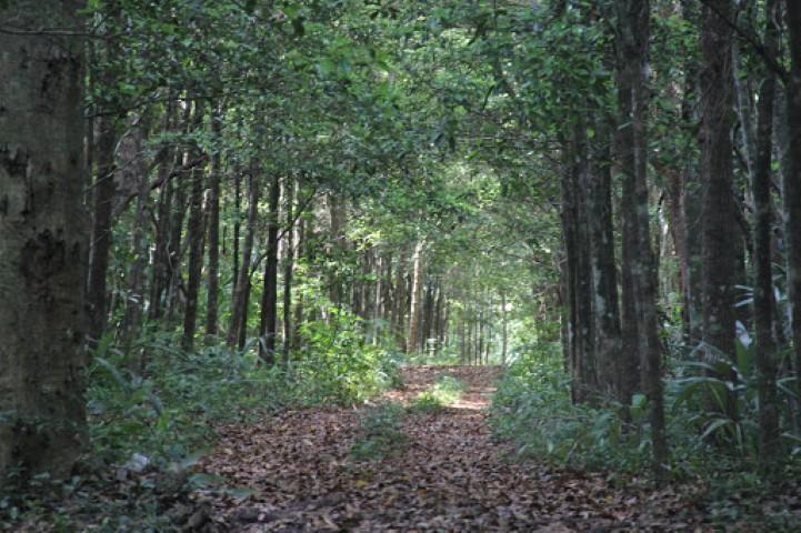 CONSEJO ESTATAL FORESTAL