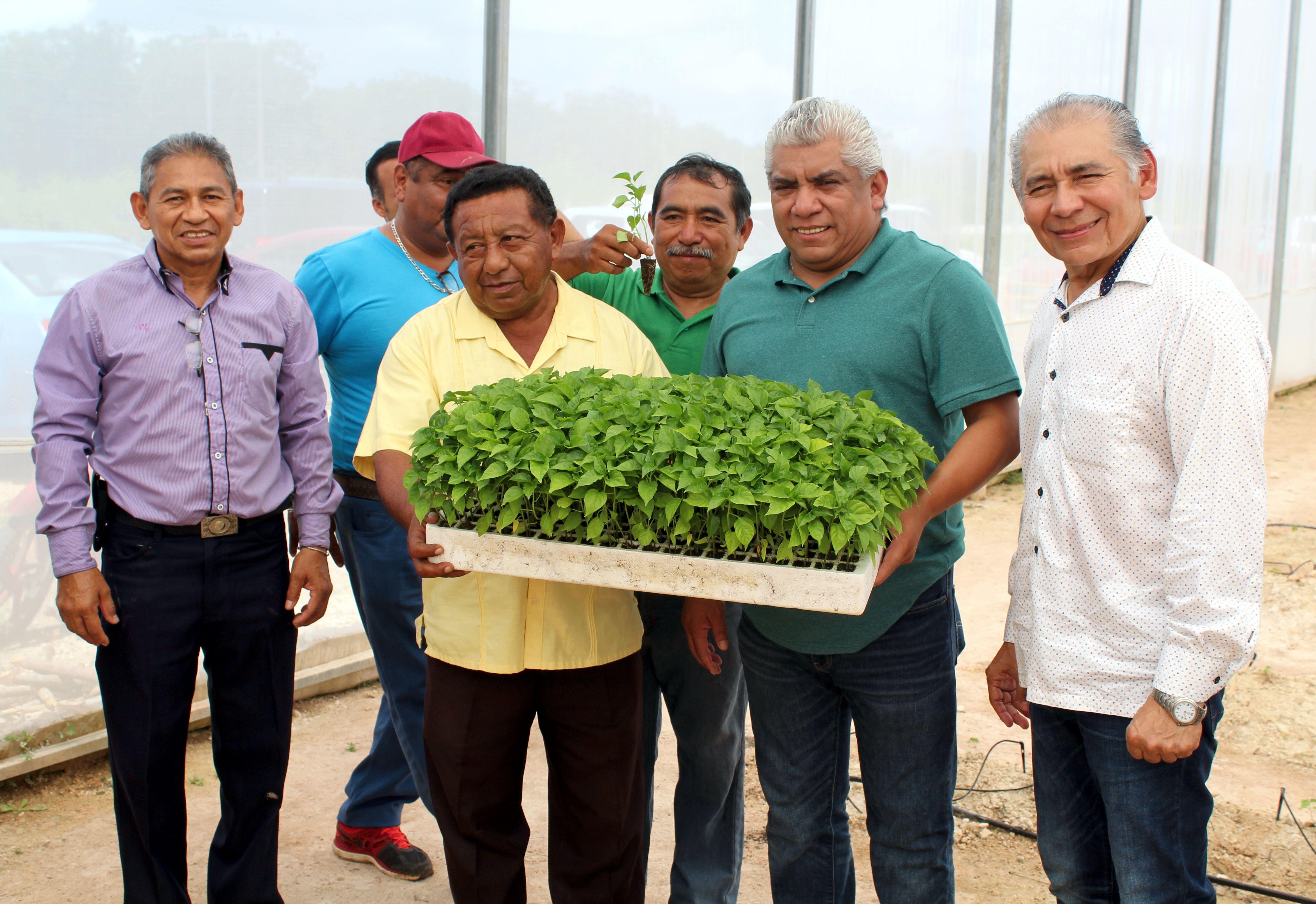 Invernaderos en Dziuché, José María Morelos.