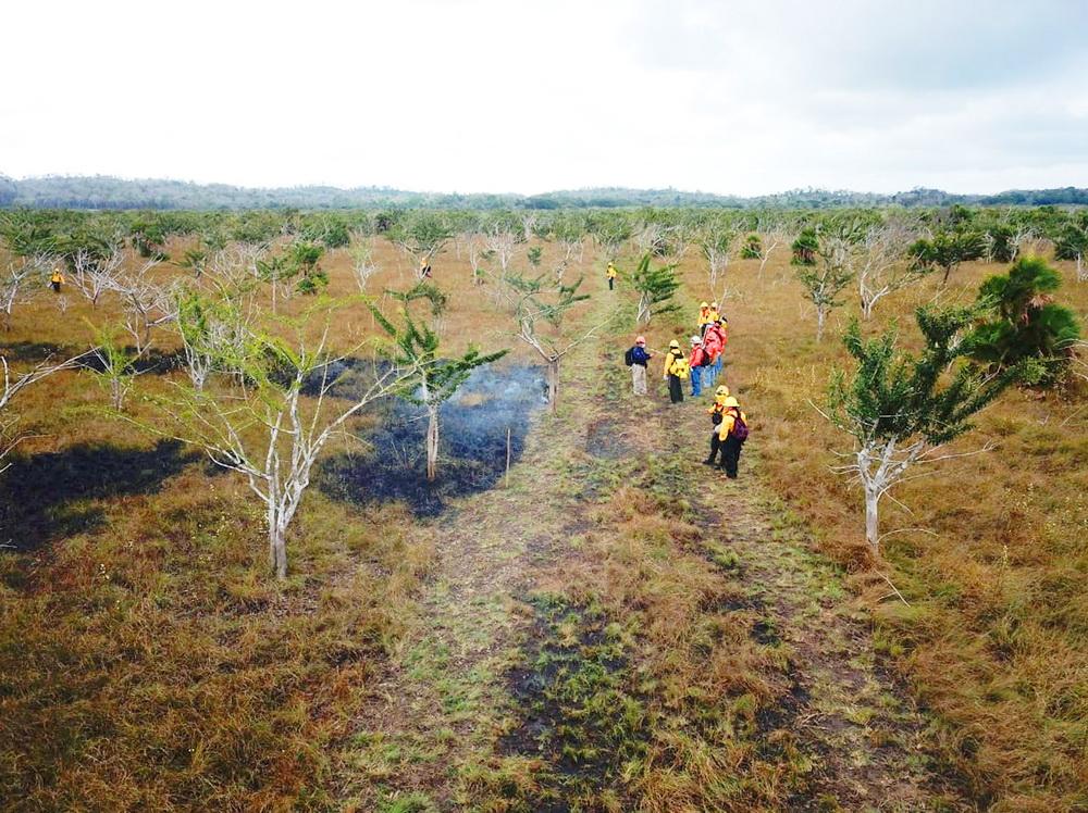 Incendios Forestales 