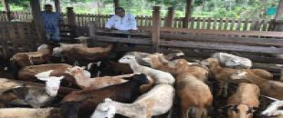 vacas 1