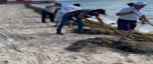 Servicio Comunitario IMOVEQROO en beneficio de la movilidad, limpia y retira sargazo en Puerto Juárez