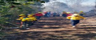 Concluye temporada de incendios forestales con afectación de 31,100 hectáreas en Quintana Roo.  