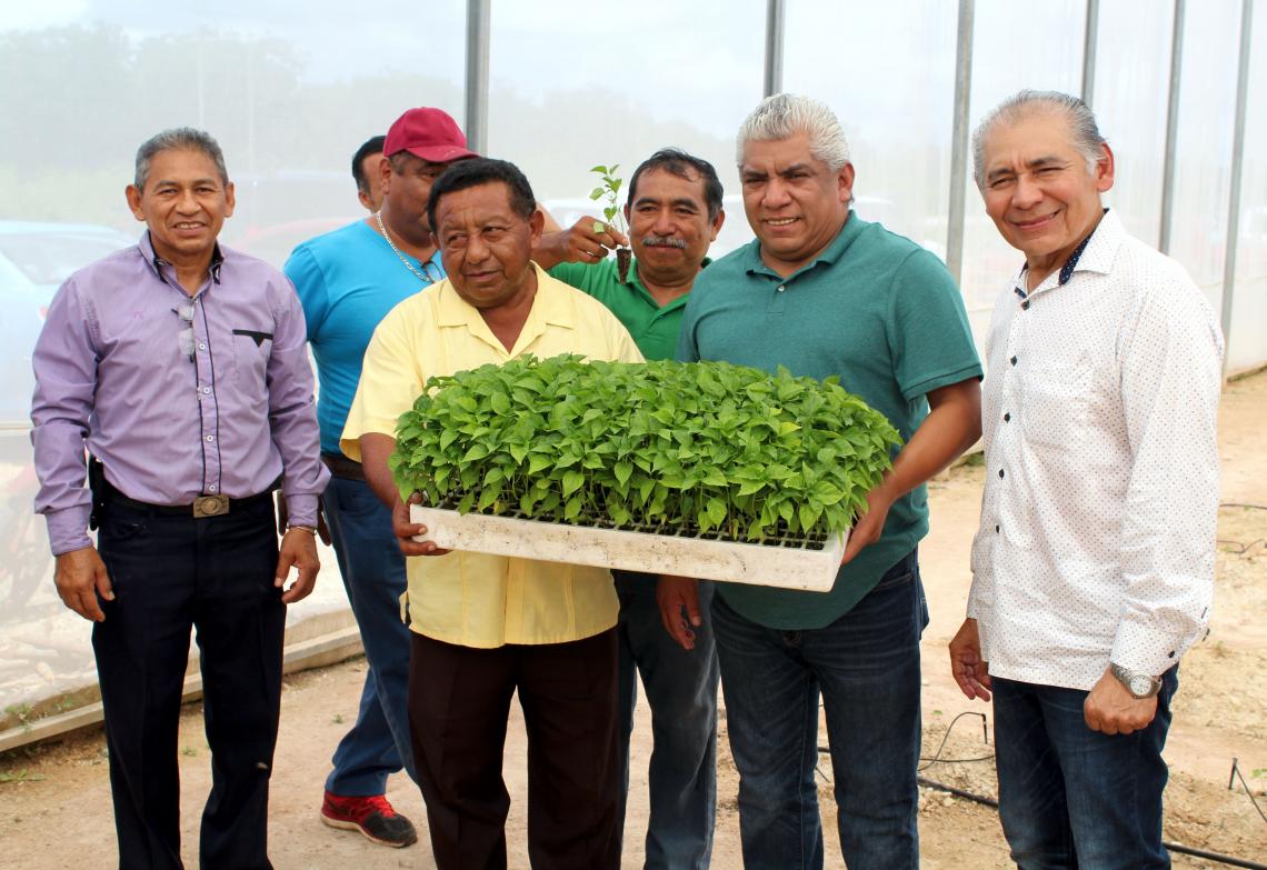 Invernaderos en Dziuché, José María Morelos.